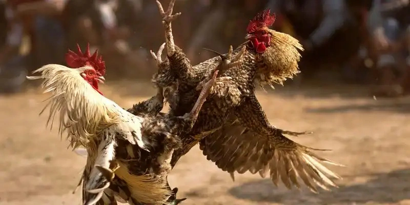 đá gà cựa sắt 28bet